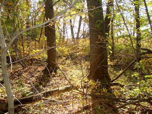 Property photo 5 - 145+/- Acres Offered in 6 Tracts Real Estate Auction